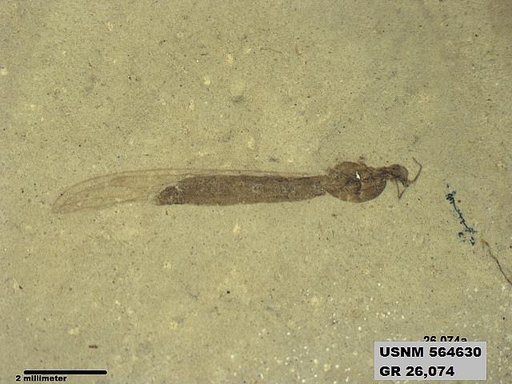 Genus sp