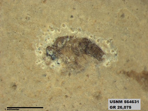 Insecta