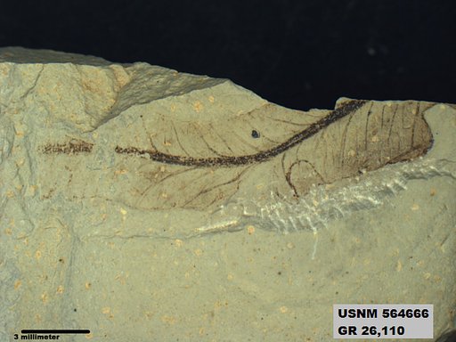 Genus sp