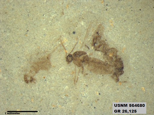 Genus sp