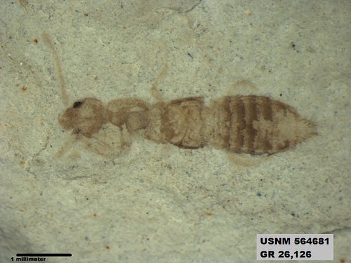 Genus sp