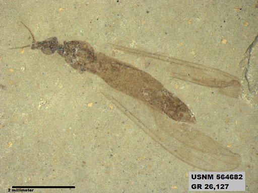 Genus sp
