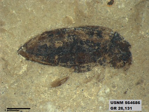 Insecta