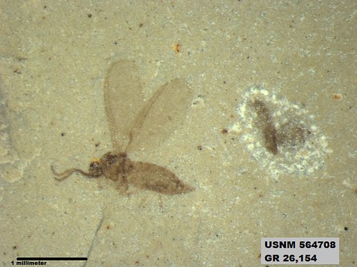Genus sp