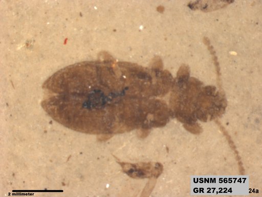 Insecta