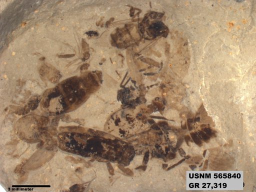 Genus sp