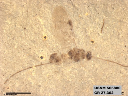 Insecta