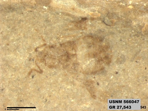 Genus sp