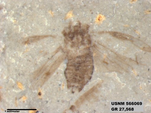 Genus sp