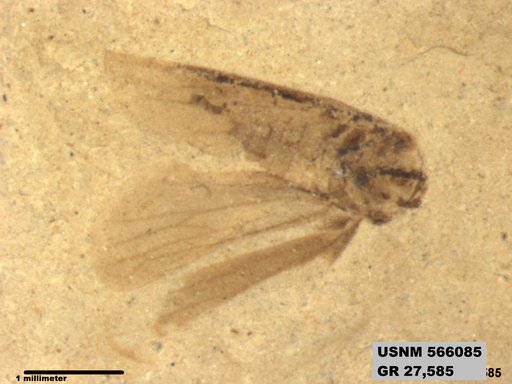 Genus sp