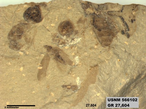 Genus sp