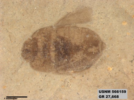 Genus sp