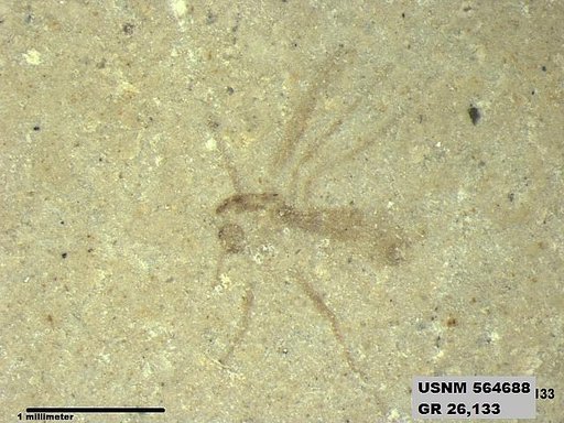Insecta