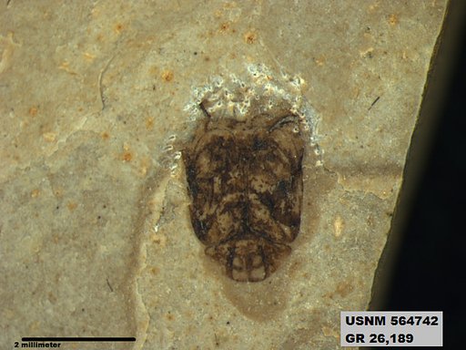 Insecta