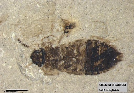 Insecta