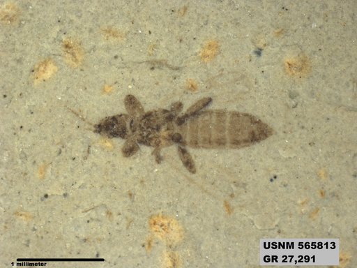 Insecta