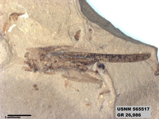 Eotetrix unicornis