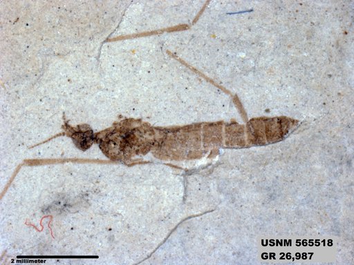 Genus sp