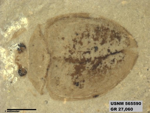 Insecta
