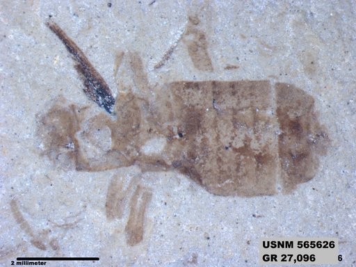 Genus sp