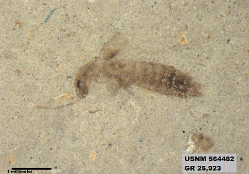 Genus sp