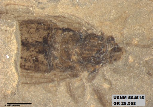 Insecta