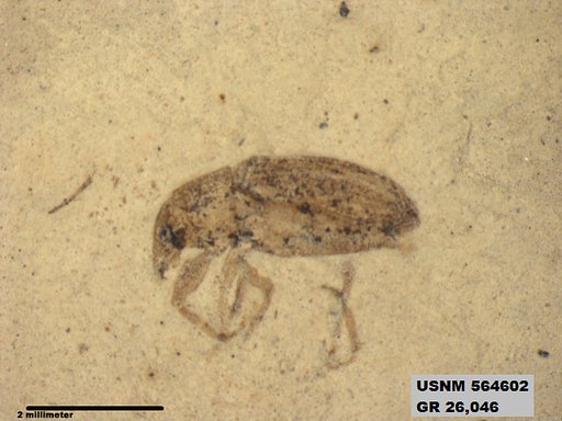 Insecta