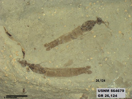 Genus sp