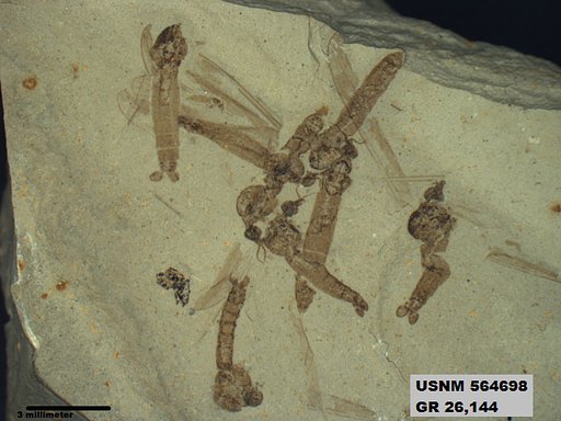 Genus sp