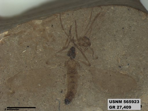 Genus sp
