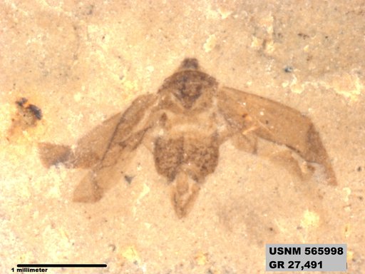Genus sp