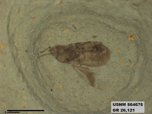 Genus sp