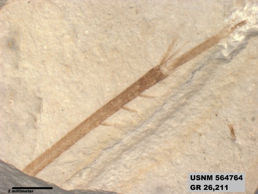 Insecta