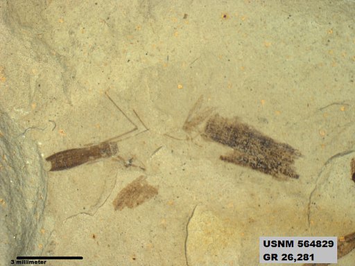 Genus sp