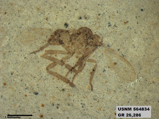 Insecta