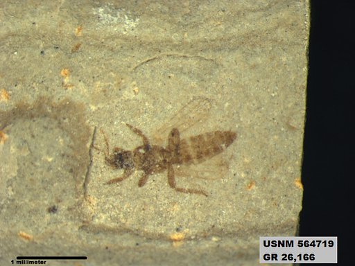 Insecta