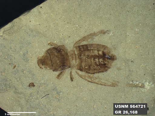 Pteromogoplistes sp