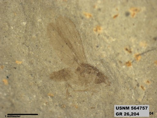 Insecta