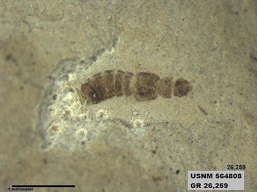 Genus sp