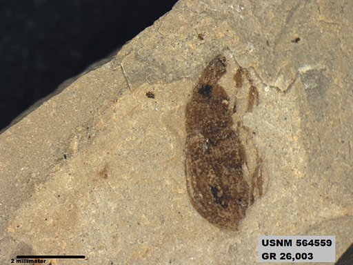 Insecta