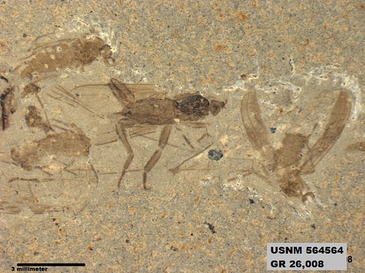 Genus sp