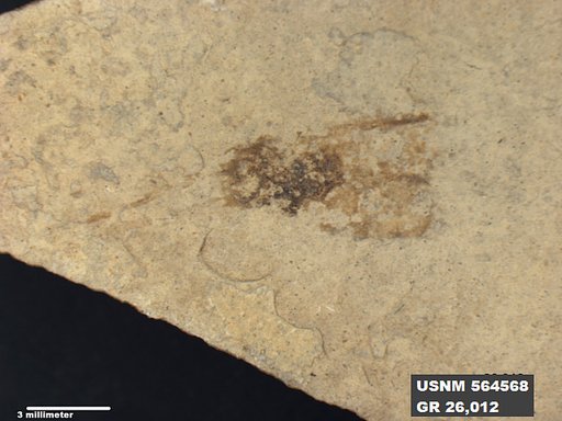 Genus sp