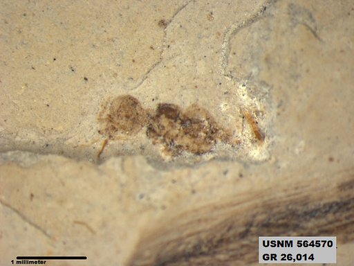 Insecta