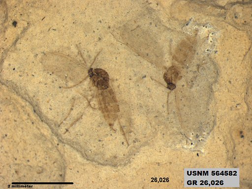 Genus sp