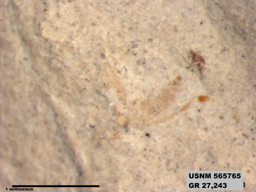 Genus sp