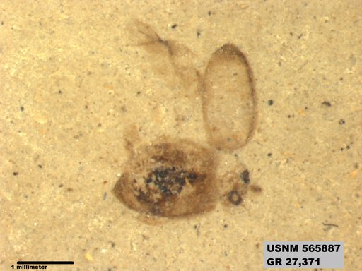 Insecta