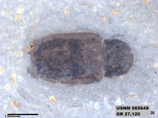 Insecta