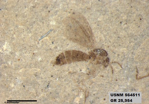 Genus sp