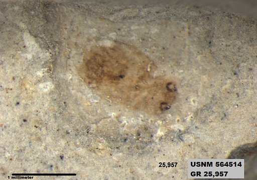 Insecta