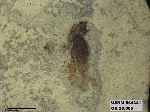 Insecta